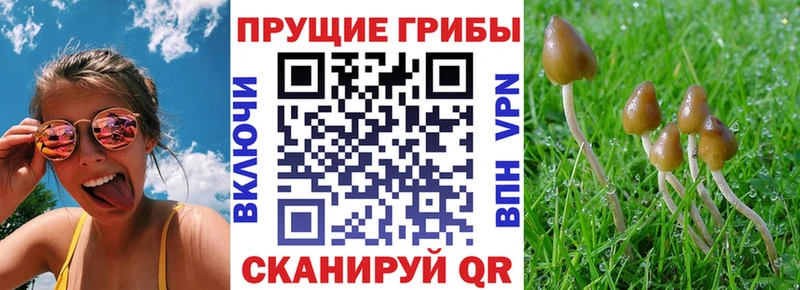Купить закладки  Балтийск  Псилоцибиновые грибы прущие грибы 